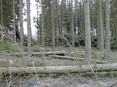 050129-Kvarnfallet 011.jpg